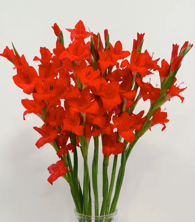 Gladiolus Red 剑兰红色 - FOREVERMORE