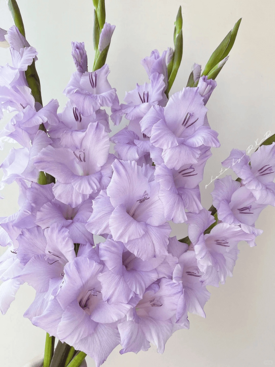 Gladiolus Taro Purple香芋紫 - FOREVERMORE