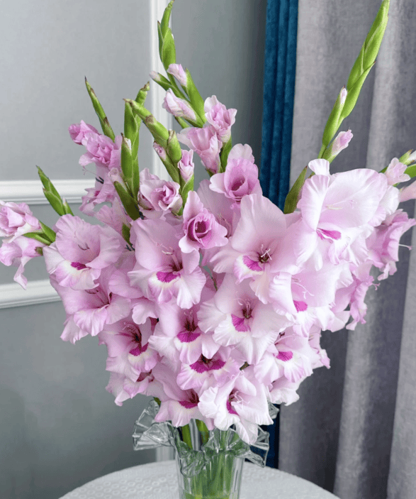 Gladiolus Veiled Dream剑兰一帘幽梦 - FOREVERMORE