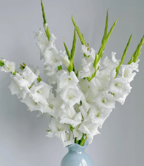 Gladiolus White剑兰白色 - FOREVERMORE