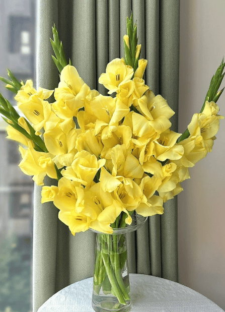 Gladiolus Yellow剑兰黄色 - FOREVERMORE