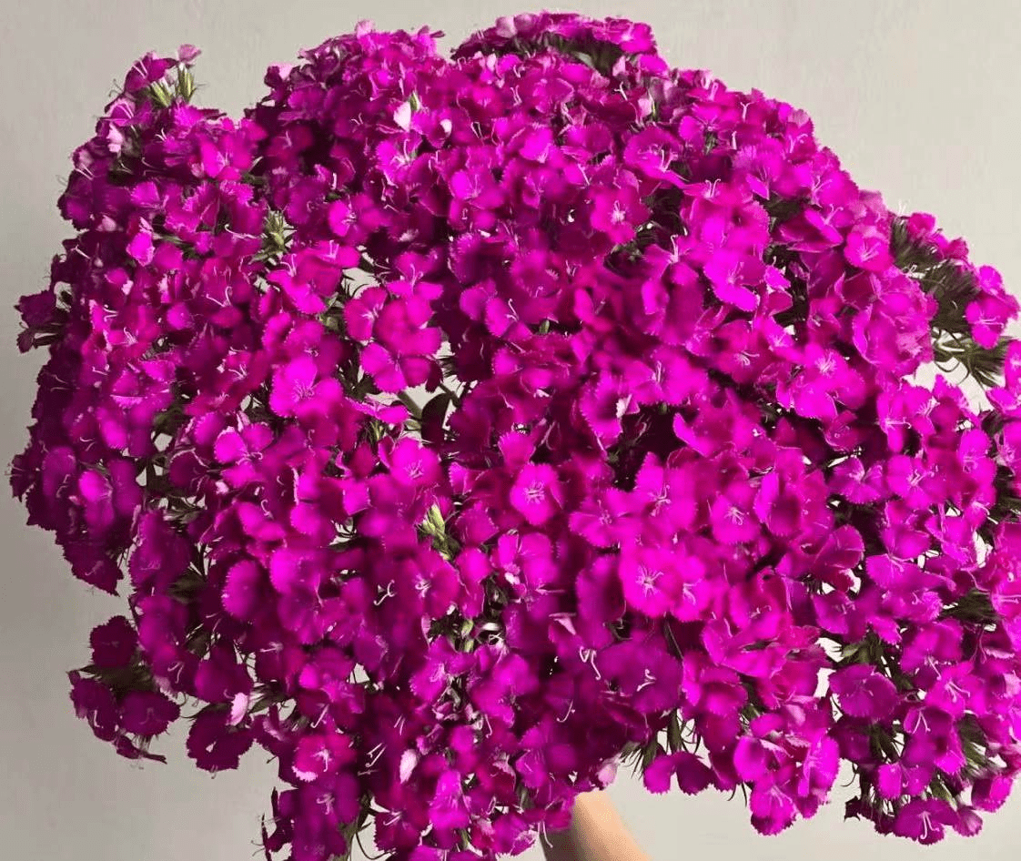 Globba racemosa Magenta相思梅玫红色 - FOREVERMORE