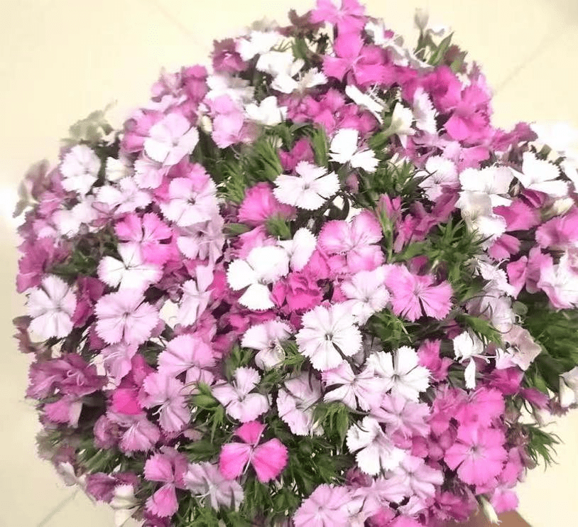 Globba racemosa Pinkl相思梅粉色 - FOREVERMORE