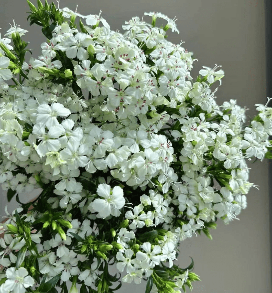 Globba racemosa White相思梅 白色 - FOREVERMORE