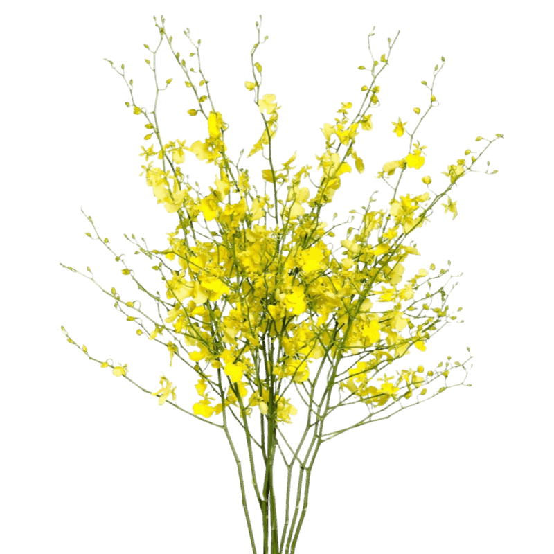 Golden Wish / Oncidium Yellow - FOREVERMORE