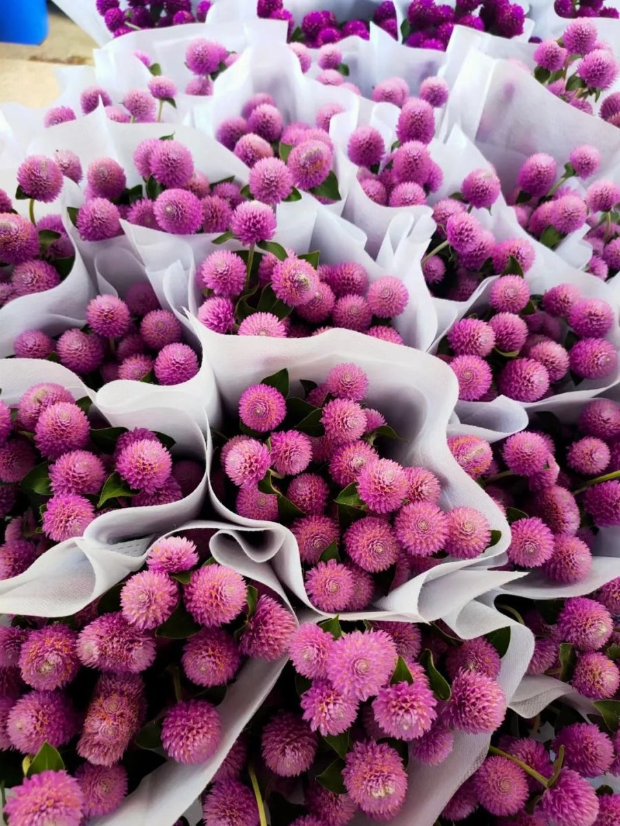 Gomphrena globosa Spary - pink千日红 - 粉色 - FOREVERMORE