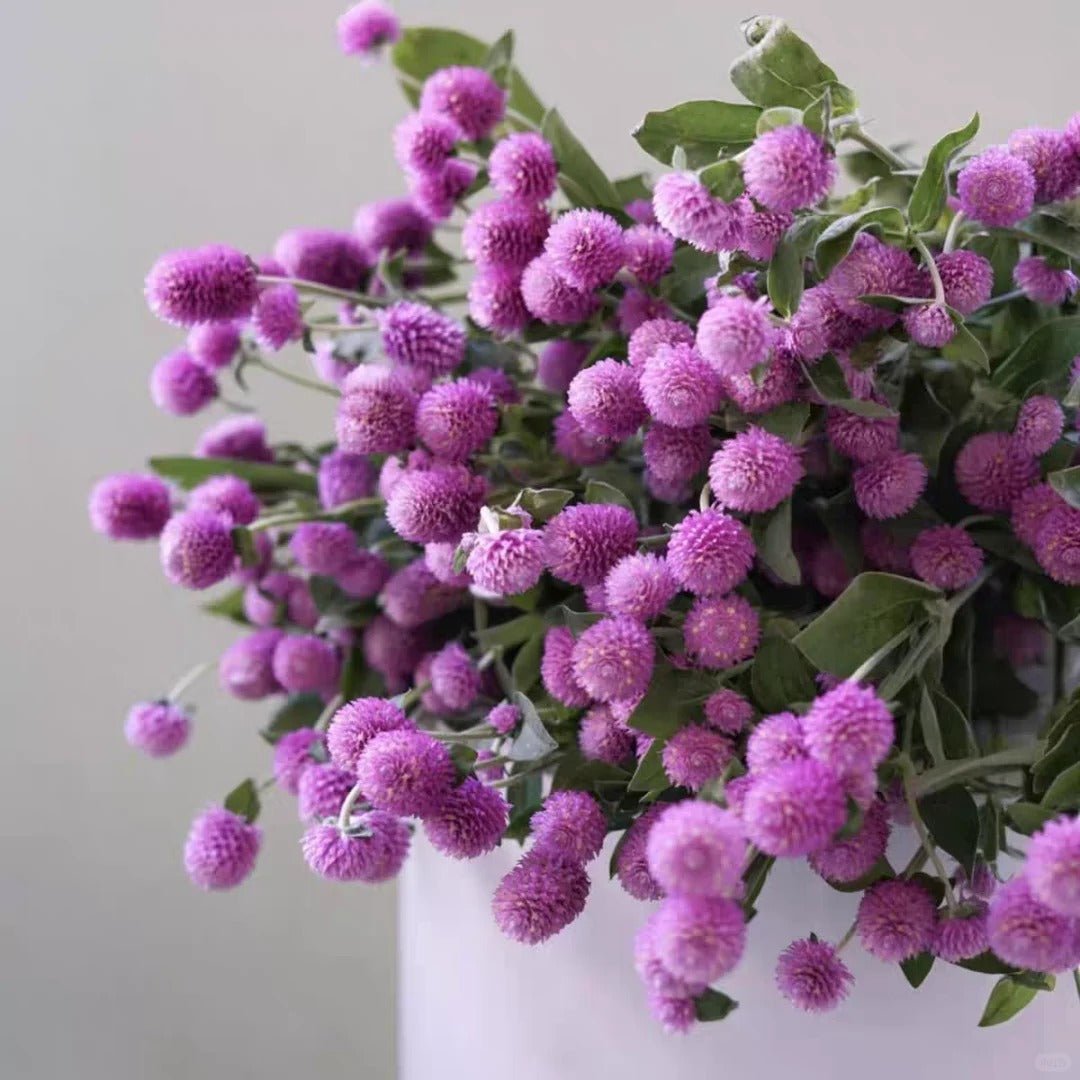 Gomphrena globosa Spary - purple千日红 - 紫色 - FOREVERMORE