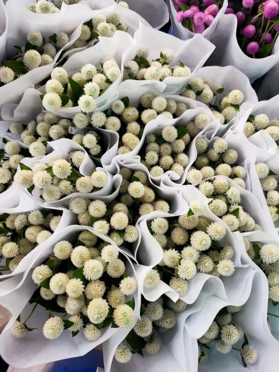 Gomphrena globosa - Spary - white千日红 - 白色 - FOREVERMORE