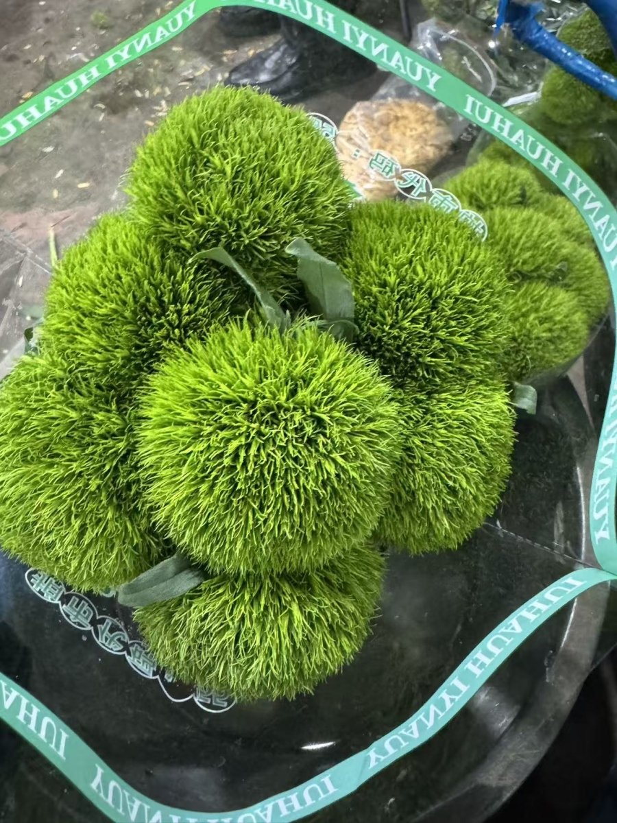 Green Tick grade A 绿毛球 - FOREVERMORE