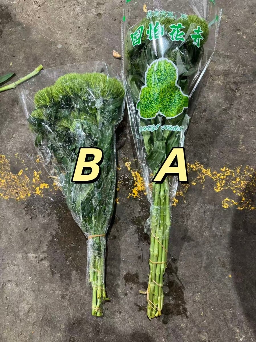 Green Tick grade A 绿毛球 - FOREVERMORE