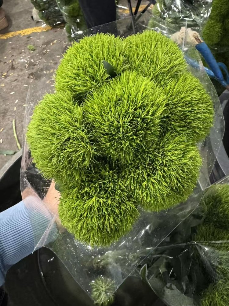 Green Tick grade B 绿毛球 - FOREVERMORE