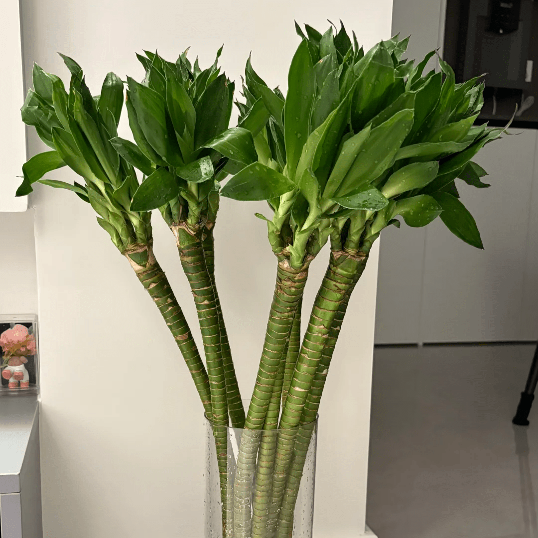 Guadua bamboo 80cm 龙竹80 - FOREVERMORE