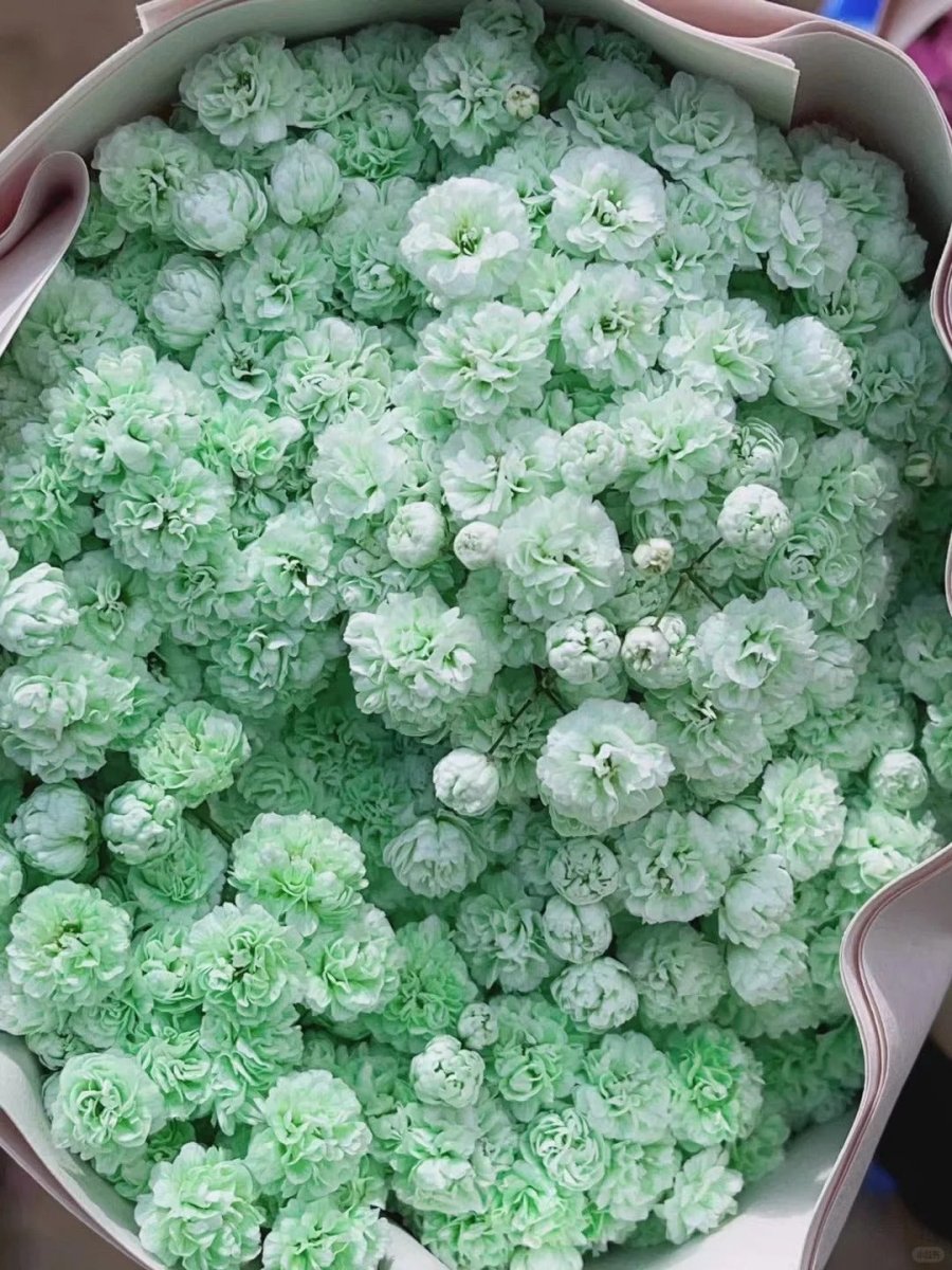 Gypsophila green满天星绿色 - FOREVERMORE