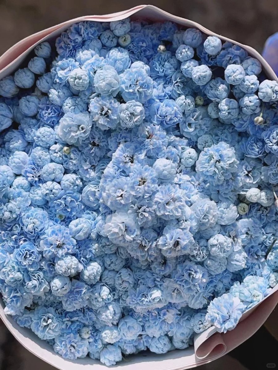 Gypsophila Macarons blue满天星马卡龙蓝 - FOREVERMORE