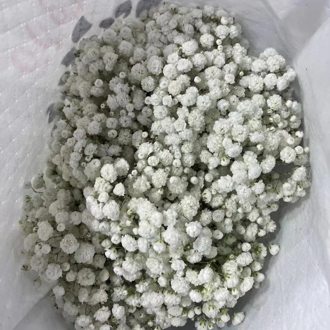 Gypsophila Nature white满天星白色 - FOREVERMORE