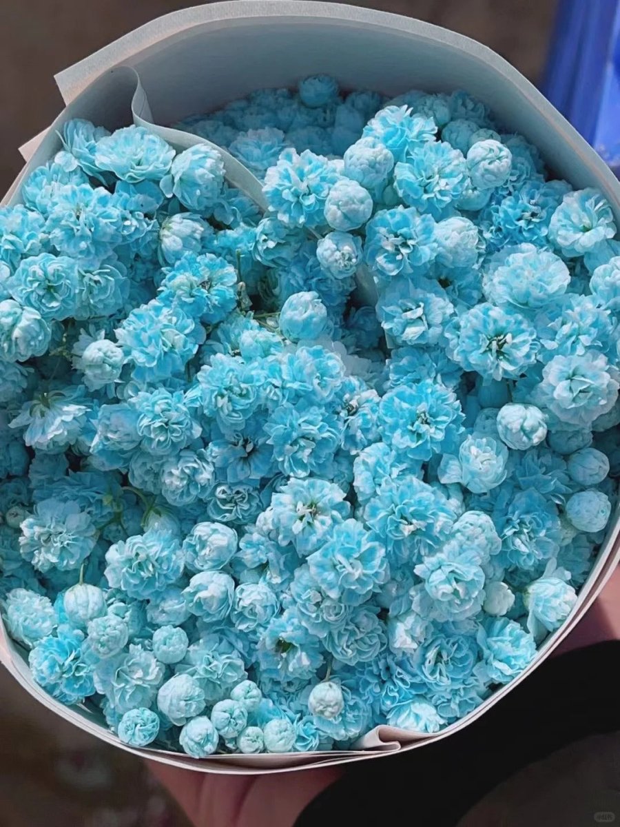 Gypsophila Tiffany blue满天星蒂芙尼蓝 - FOREVERMORE
