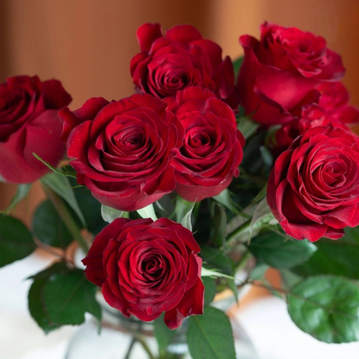 Highland Red 50cm - FOREVERMORE