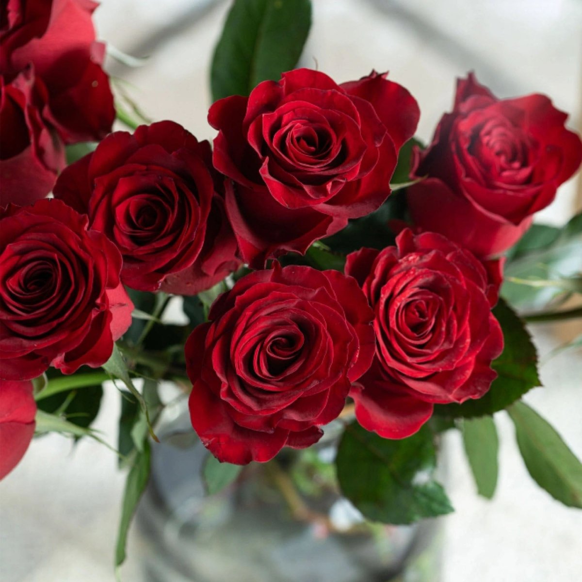 Highland Red 50cm - FOREVERMORE