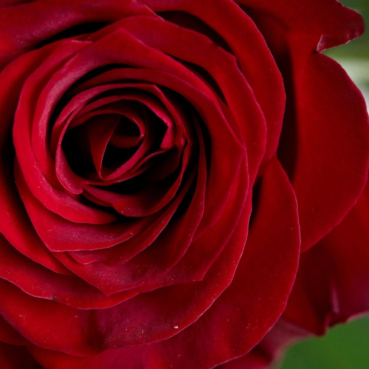 Highland Red 50cm - FOREVERMORE