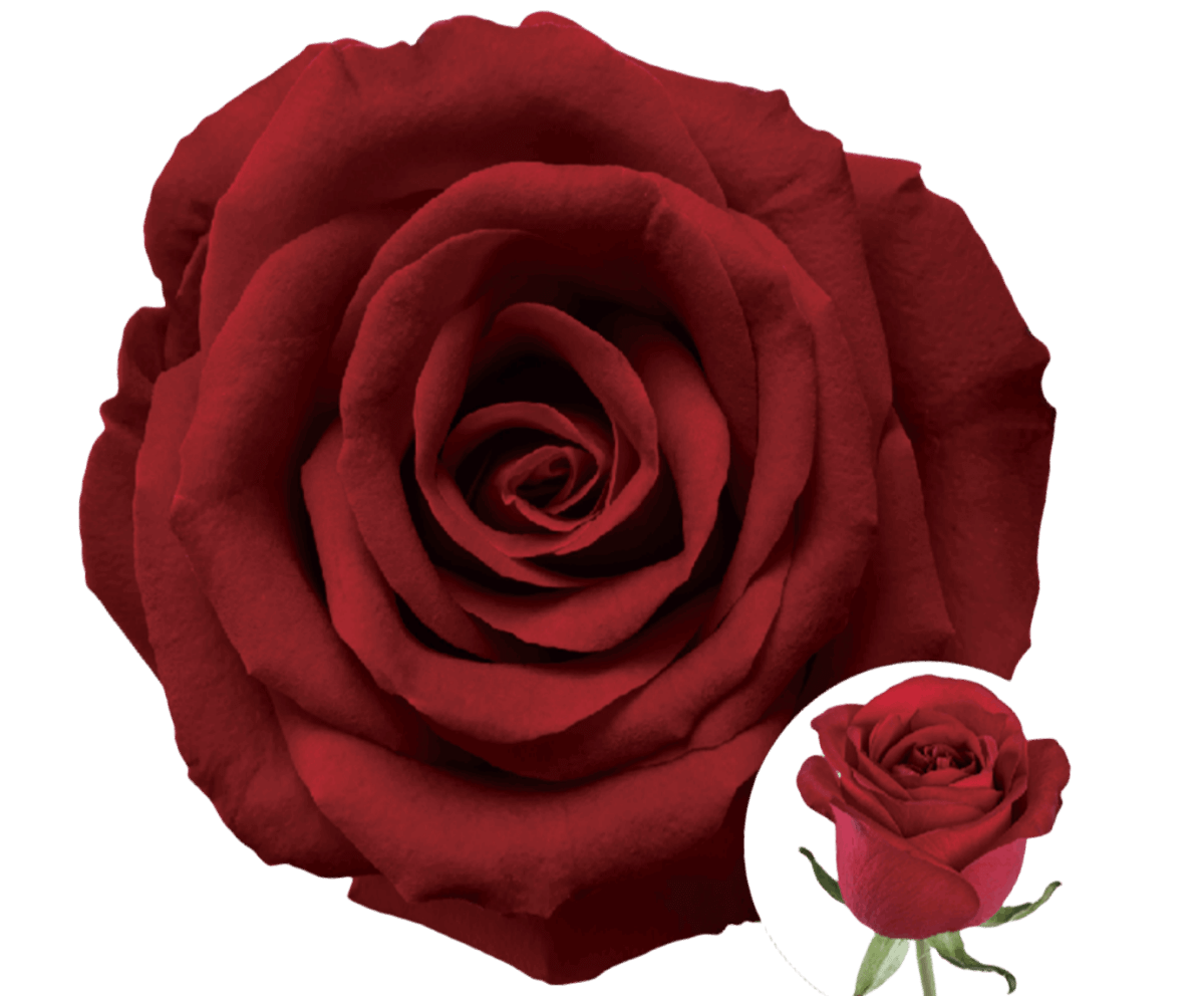 Highland Red 50cm - FOREVERMORE