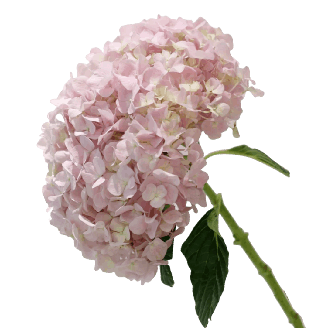 Hydrangea Lite Pink - FOREVERMORE