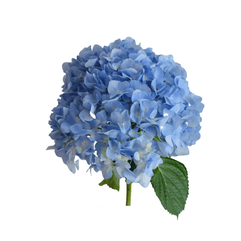 Hydrangea Sea Blue - FOREVERMORE