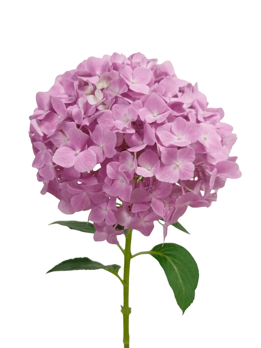 Hydrangea Sea Pink - FOREVERMORE
