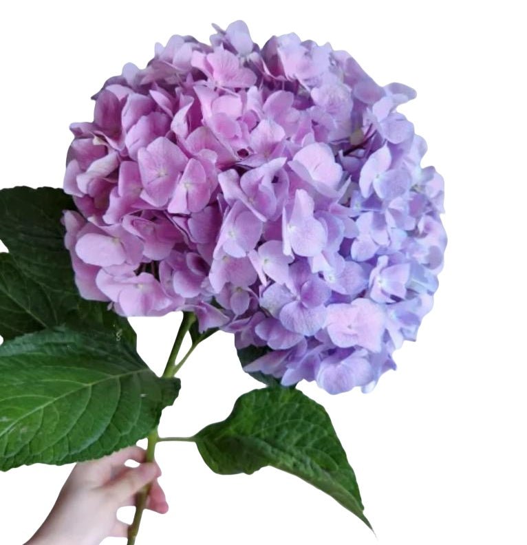 Hydrangea Sea purple - FOREVERMORE
