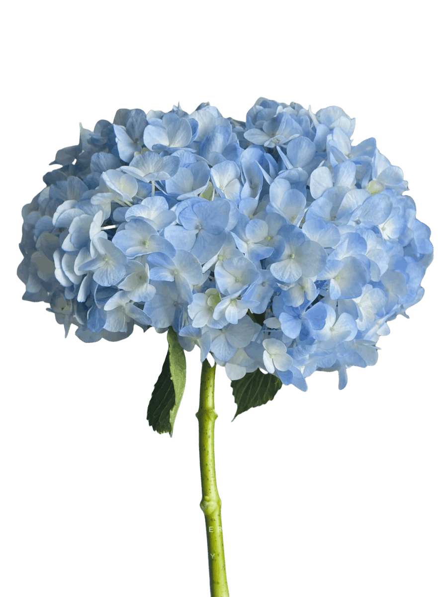 Hydrangea Sky Blue - FOREVERMORE
