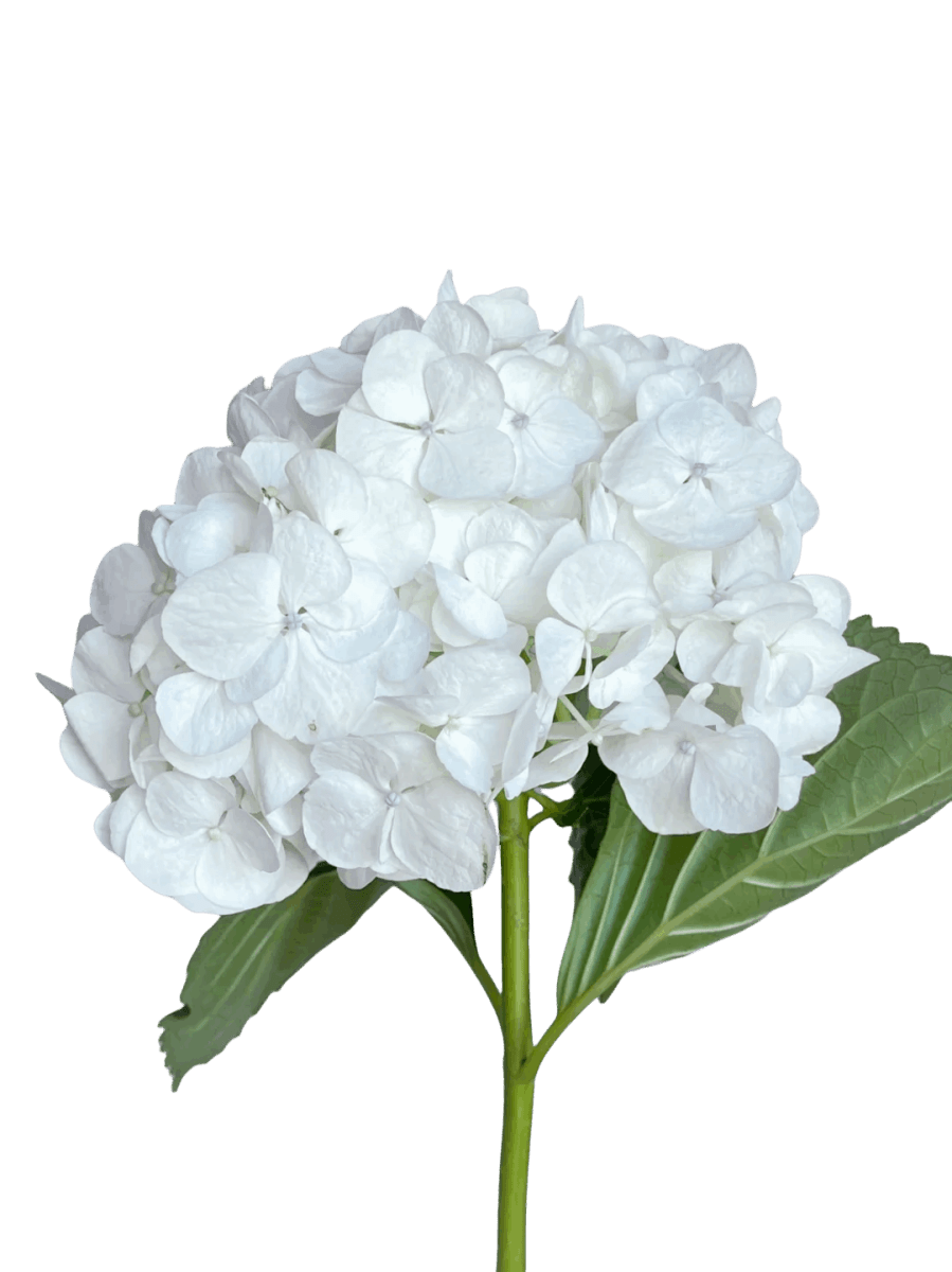 Hydrangea white - FOREVERMORE