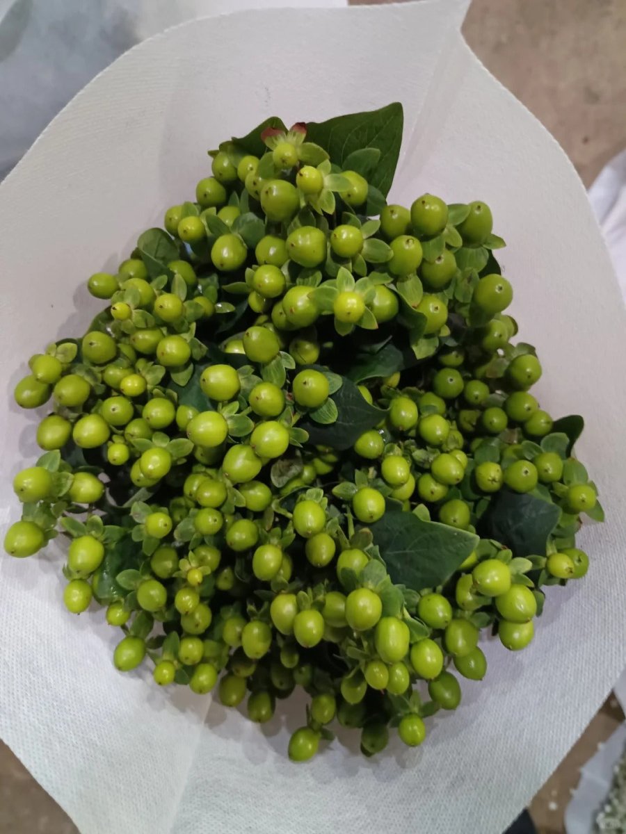 Hypericum - Green 火龙珠绿豆 - FOREVERMORE