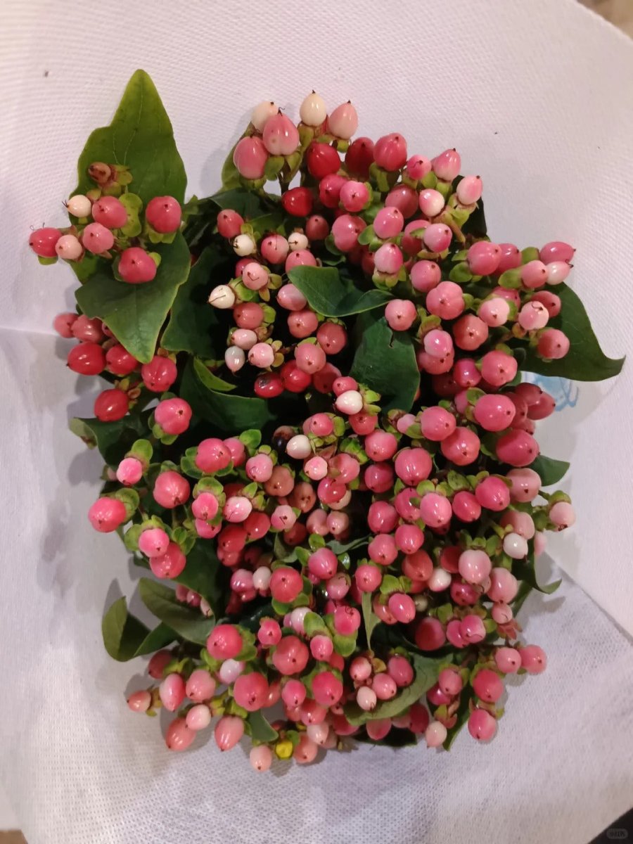 Hypericum - Pink 火龙珠粉色 - FOREVERMORE