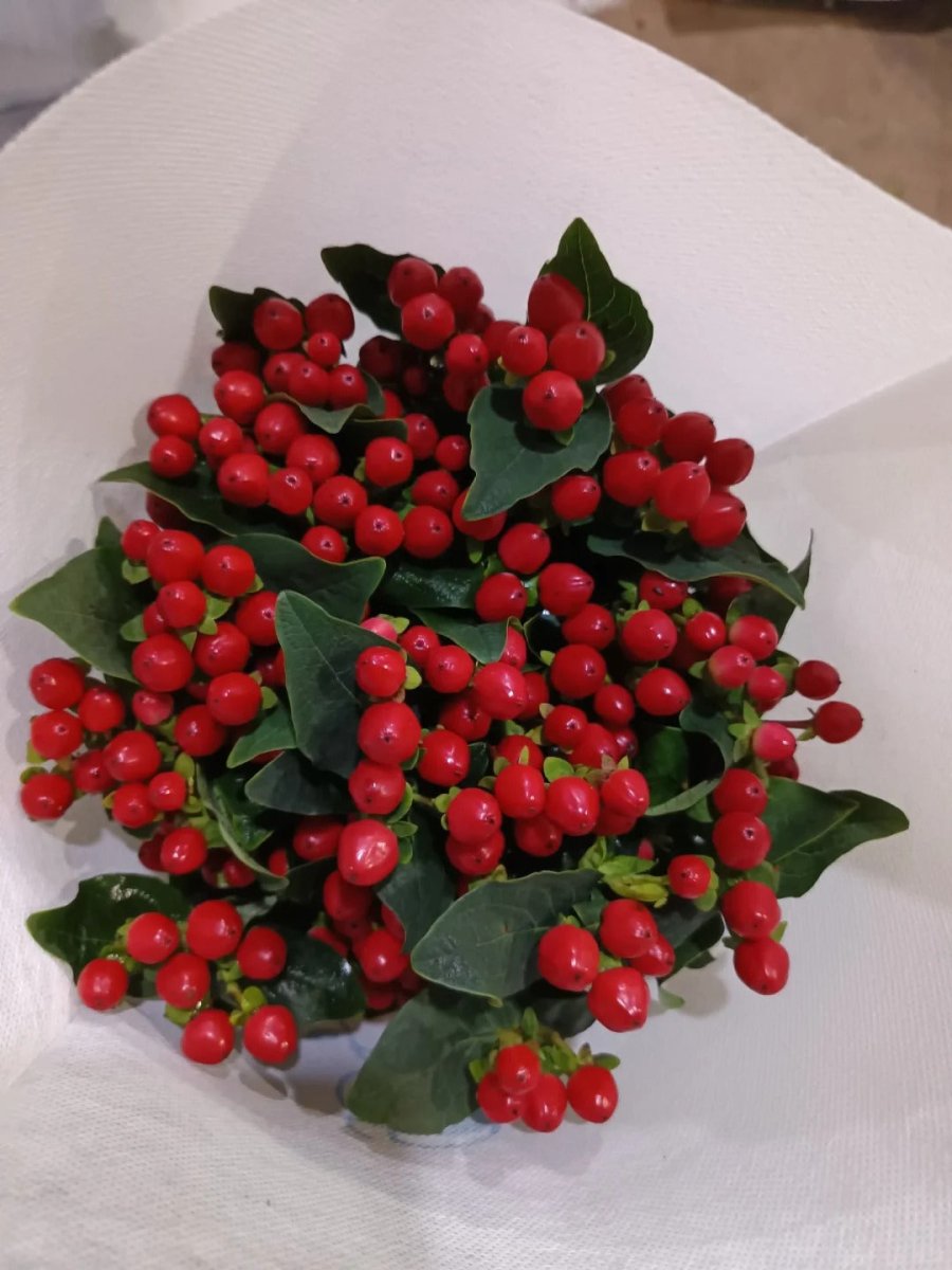 Hypericum - Red 火龙珠红色 - FOREVERMORE