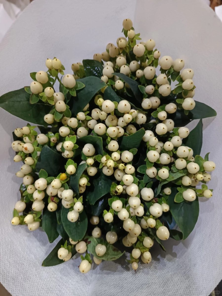 Hypericum - White 火龙珠白豆 - FOREVERMORE