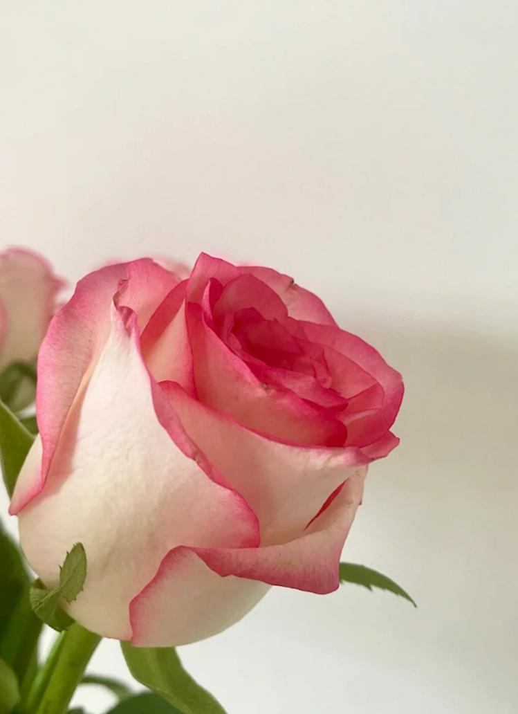 Jumilia Pink Roses 50cm - FOREVERMORE