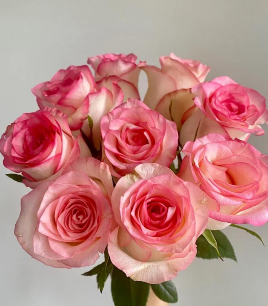 Jumilia Pink Roses 50cm - FOREVERMORE