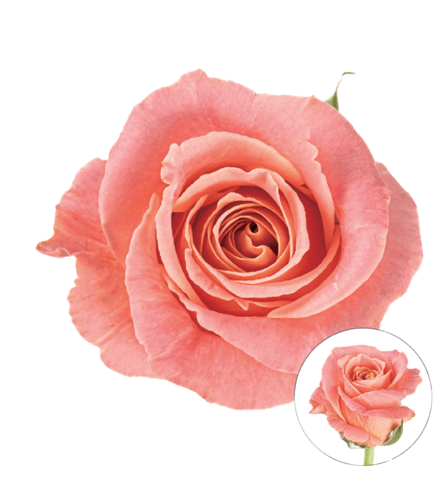 Lady of Shalott orange pink 50cm - FOREVERMORE