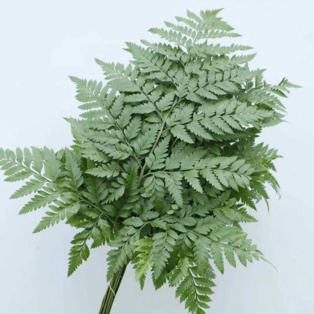 Leather Fern 60cm 羊齿叶大号 - FOREVERMORE