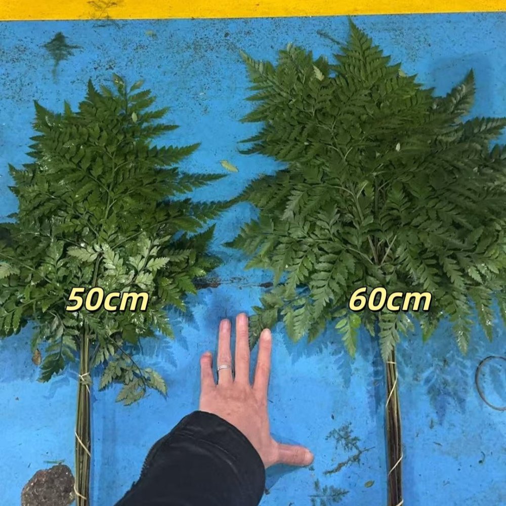 Leather Fern 60cm 羊齿叶大号 - FOREVERMORE