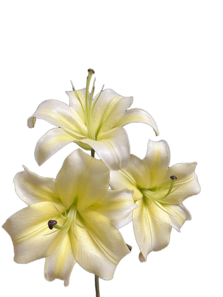 Lily Mumen Yellow木门黄百合 - FOREVERMORE