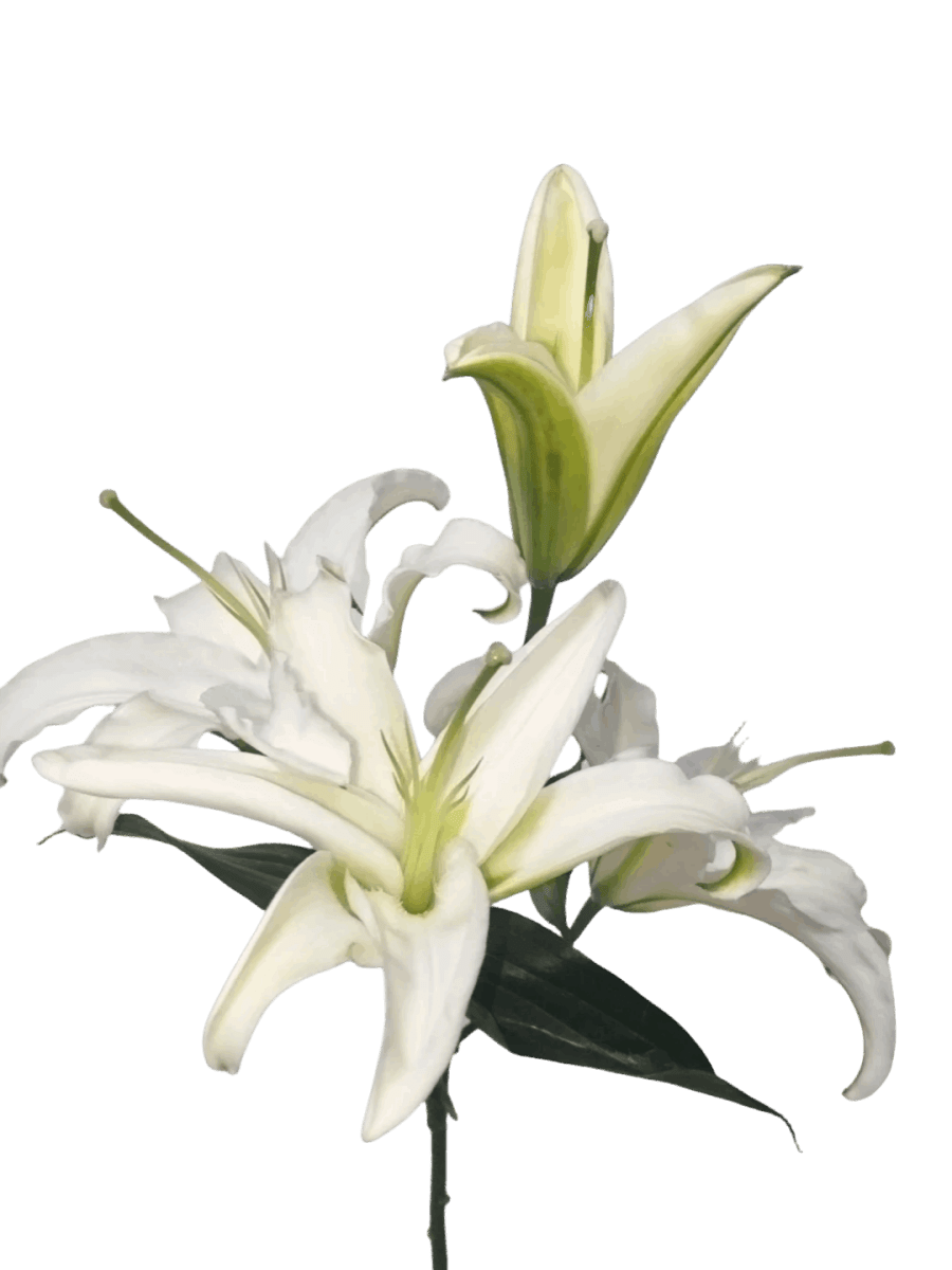 Lily Siberia White西伯利亚 - FOREVERMORE