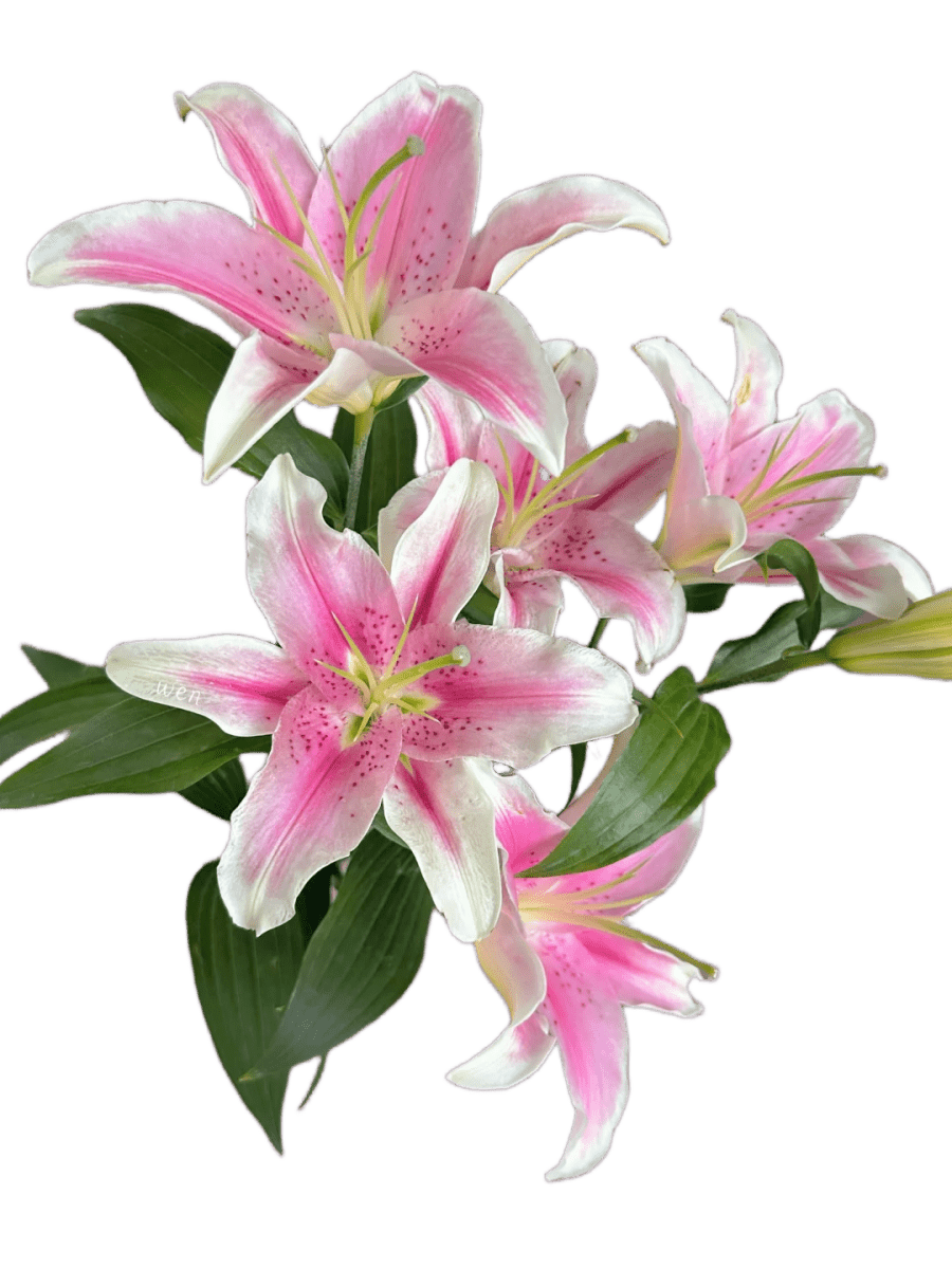 Lily Sorbonne Pink索尔邦 - FOREVERMORE