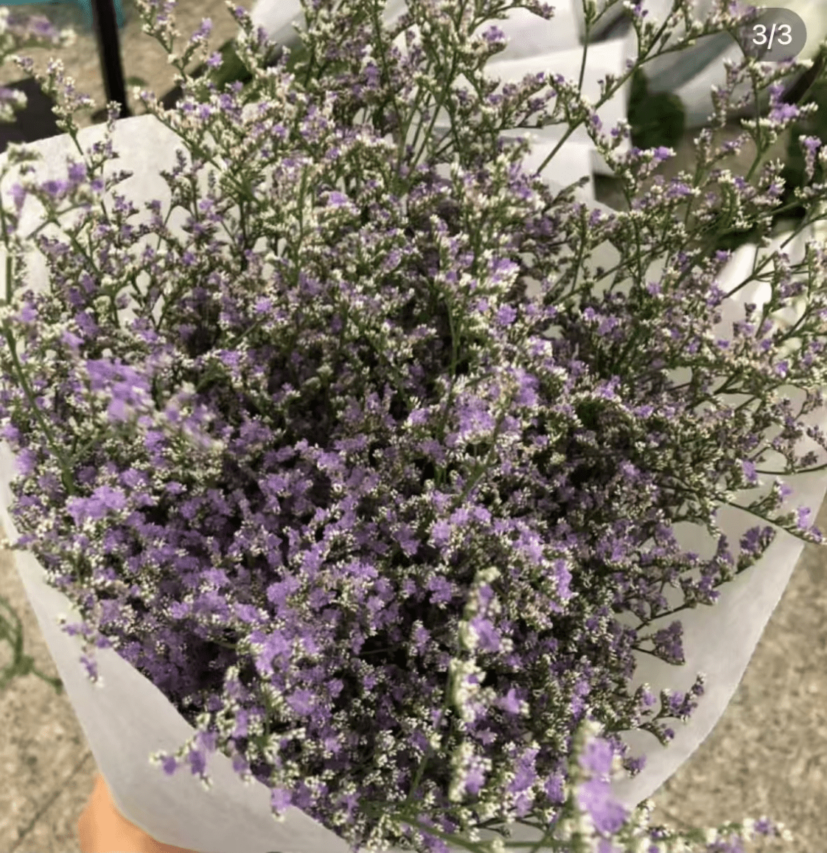 Limonium Misty - Blue/purple情人草紫色 - FOREVERMORE