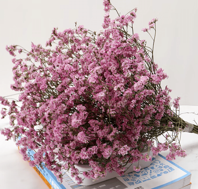 Limonium Misty - Pink水晶草粉色 - FOREVERMORE