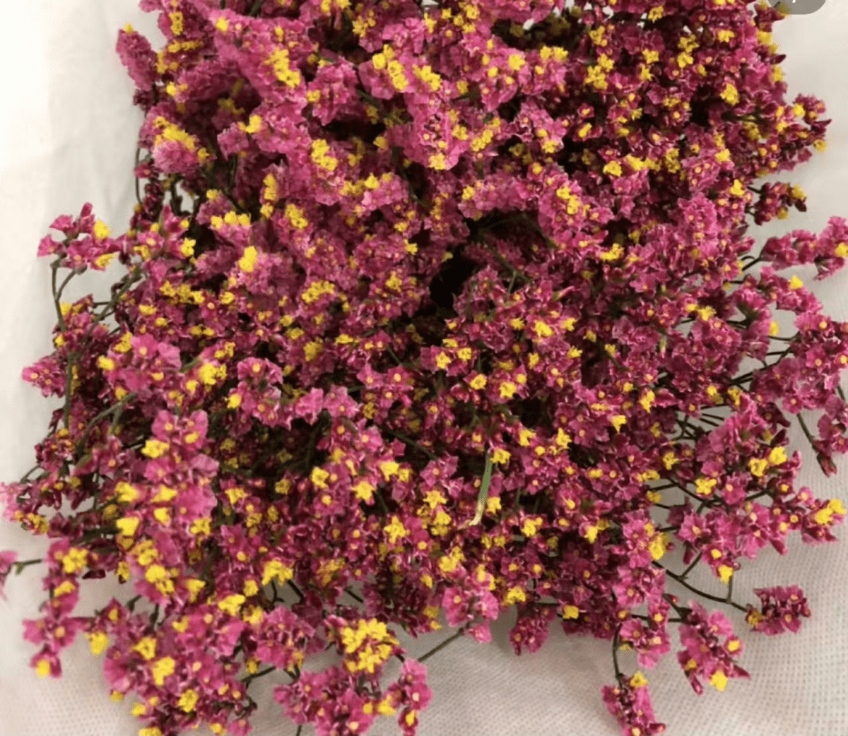 Limonium Misty - Red水晶草红色 - FOREVERMORE