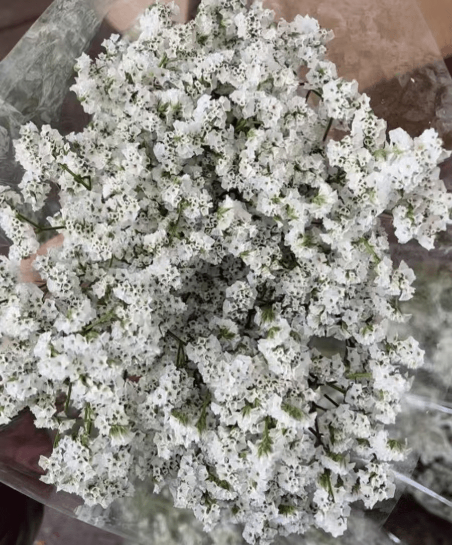 Limonium Misty - White水晶草白色 - FOREVERMORE