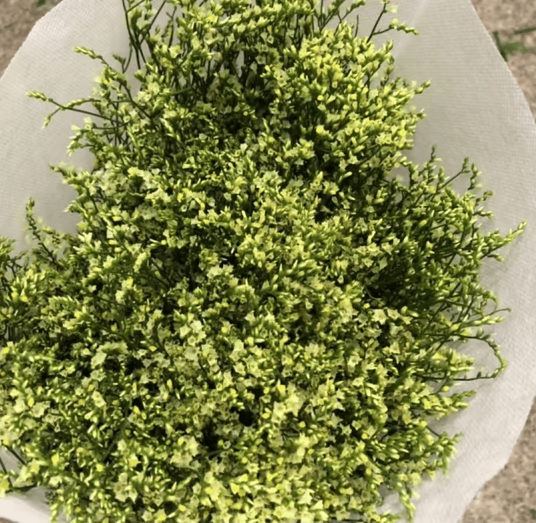 Limonium Misty - Yellow水晶草黄色 - FOREVERMORE