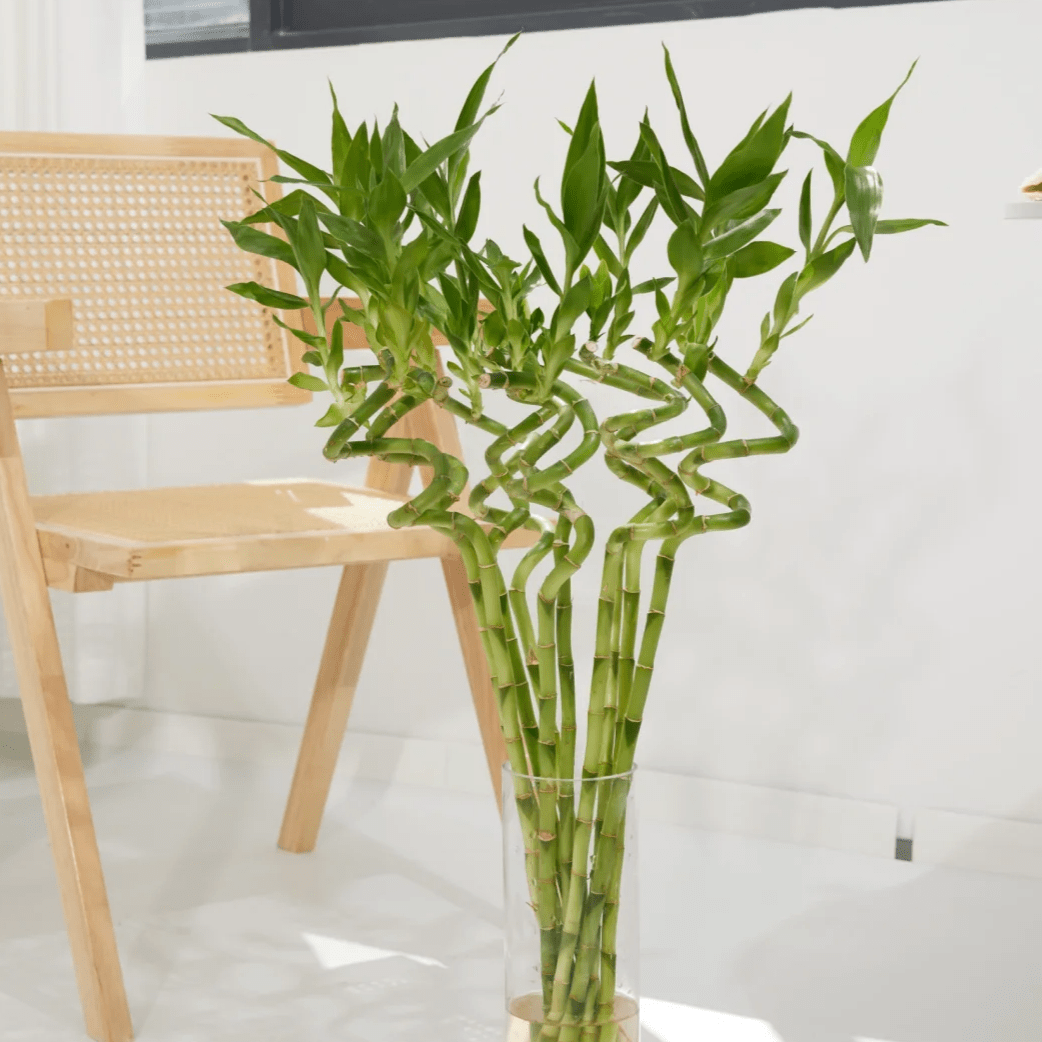 lucky bamboo 90cm 转运竹90 - FOREVERMORE