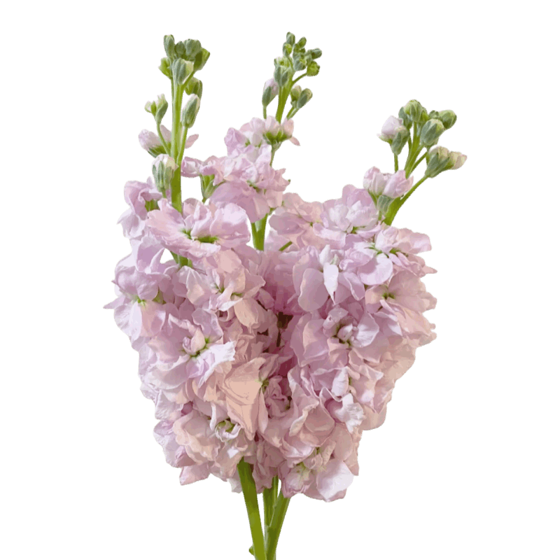 Matthiola - FOREVERMORE