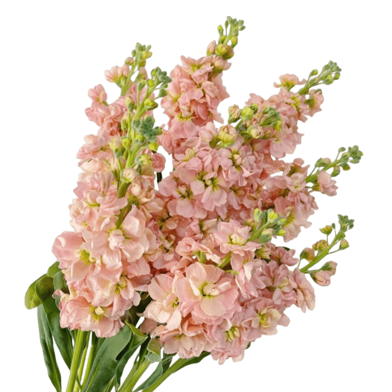 Matthiola Champagne紫罗兰 香槟色 - FOREVERMORE